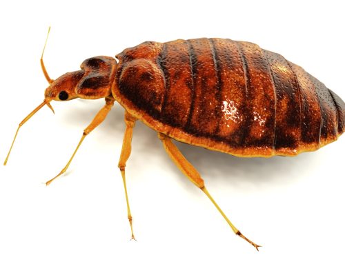 Bed Bugs